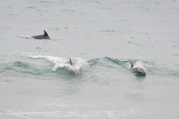 Dolphins at the Beach
